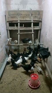 Цыплята,домашняя курица,яйца,яйца под инкубатор