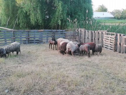 Бараны овцы
