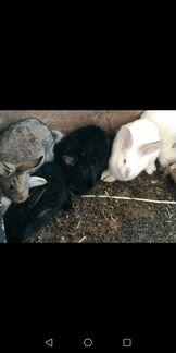 Кролики 2-2,5 мес