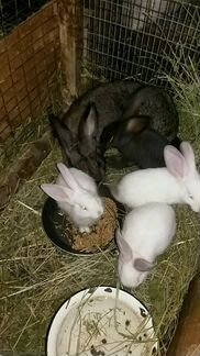 Крольчихи с крольчатами