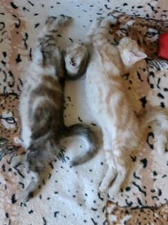 Кот и Кошка 2,5 месяца