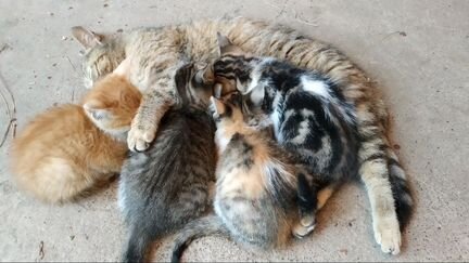 Котята метисы с британским котом от кошки мышеловк