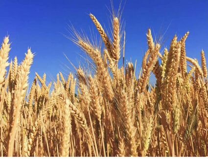 Пшеница, Кукуруза