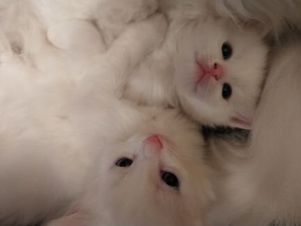 Котьки белая ангора