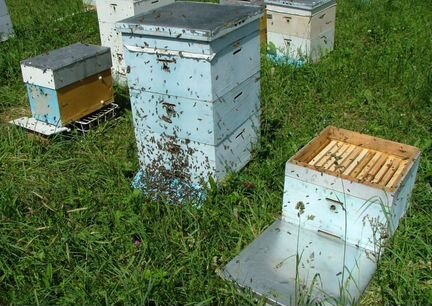 Пчелосемьи, пчелы Родинский р-он
