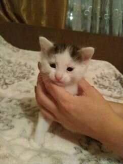Котята Сибирской кошки