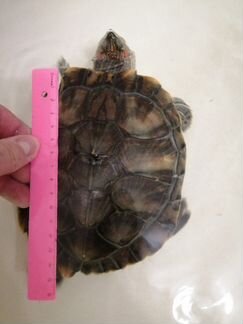 Черепаха красноухая + аквариум