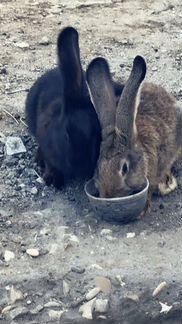 Продам двух кроликов