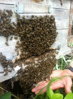 Пчелопакеты, пчелосемьи Карпатской породы