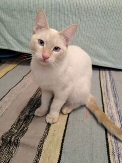 Белый голубоглазый котенок 6мес