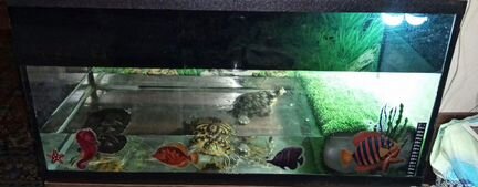 Черепашки, аквариум