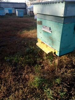 Пчелы и пчеловодство