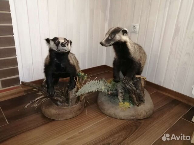 Продам чучело барсука