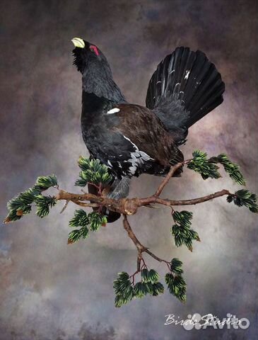 Чучело птиц глухарь тетерев рябчик вальдшнеп