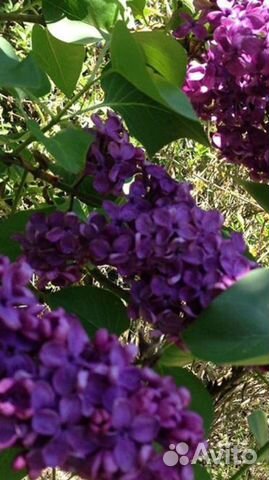 Сирень темно фиолетовая