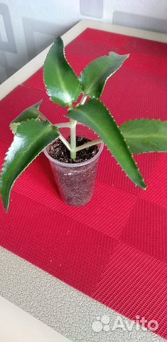 Каланхоэ, красула, спатифиллум