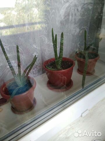 Комнатные цветы и растения