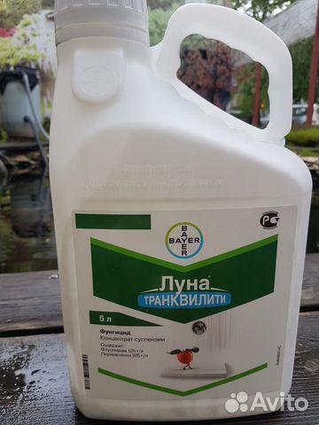 Луна Транквилити, Экспириенс