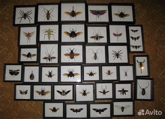 Тропические бабочки, жуки и др. насекомые в рамках