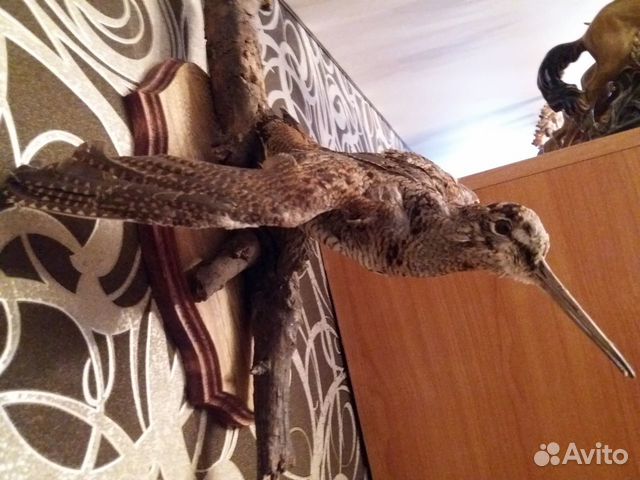 Чучело вальдшнепа