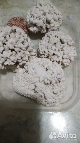 Морские ракушки раковины