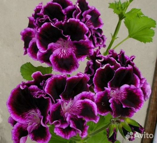 Тюльпановидные и другие сортовые пеларгонии