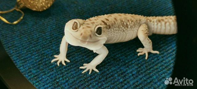 Леопардовые гекконы, Эублефары