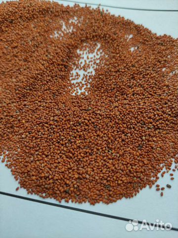 Семена рыжика