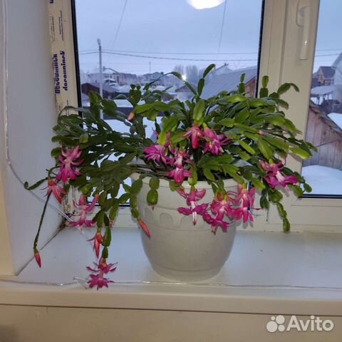 Декабрист-шлюмбергера, пеперомии