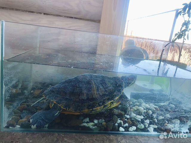 Черепаха водная Красноухая - бесплатно