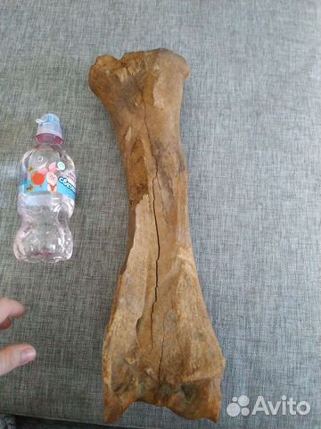 Кость мамонта