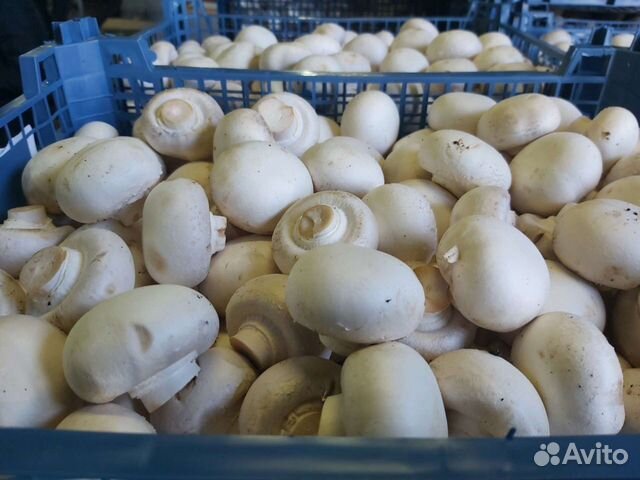 Грибы шампиньоны 300