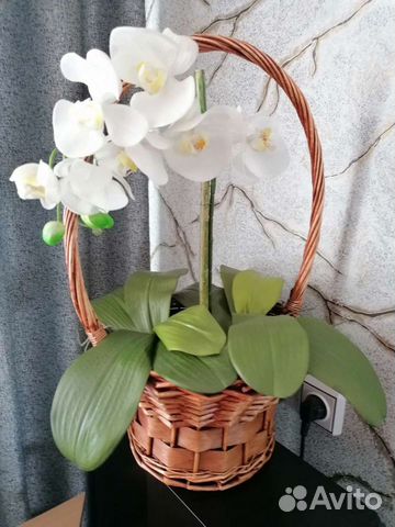 Орхидея дендробиум