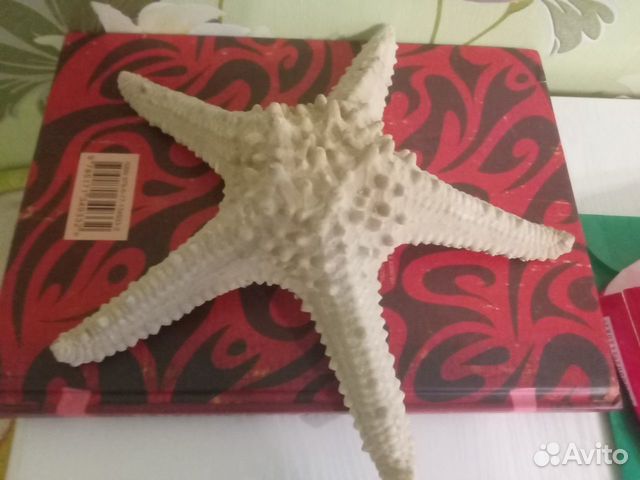 Морская Звезда