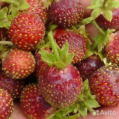 Земклуника