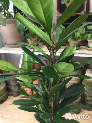 Фикус (Ficus cyathistipula)