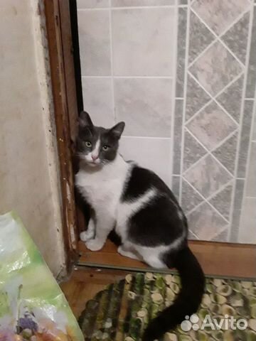 Ищем хозяев для молодого котика Фили