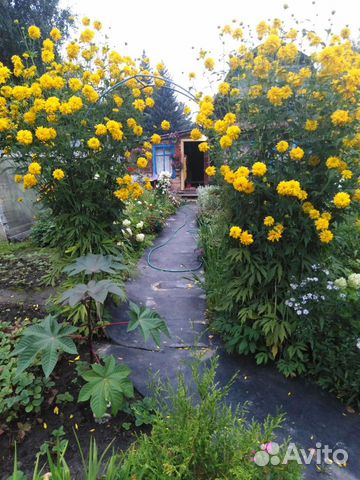 Золотой шар