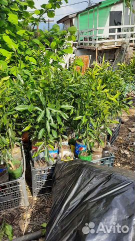 Саженцы цитрусовых