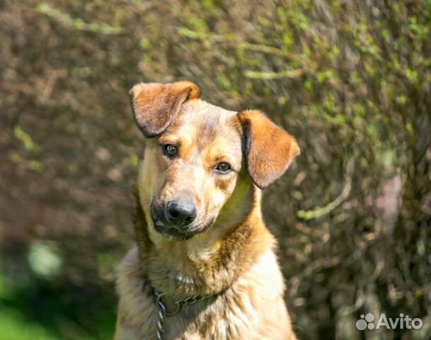 Рони- отличный парень