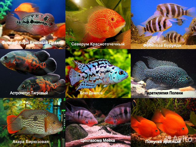 Акара,Блю Демпси,Северумы,Вьехи,Меека,Астронотусы