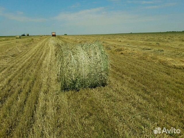 Сено, солома в рулонах тюках урожай 2019, возм купить на Зозу.ру - фотография № 2