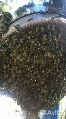 Продам зимованные семьи среднерусской пчелы купить на Зозу.ру - фотография № 3