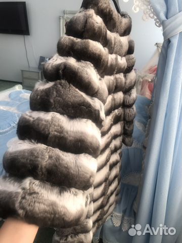 Шиншилла Шиншилла