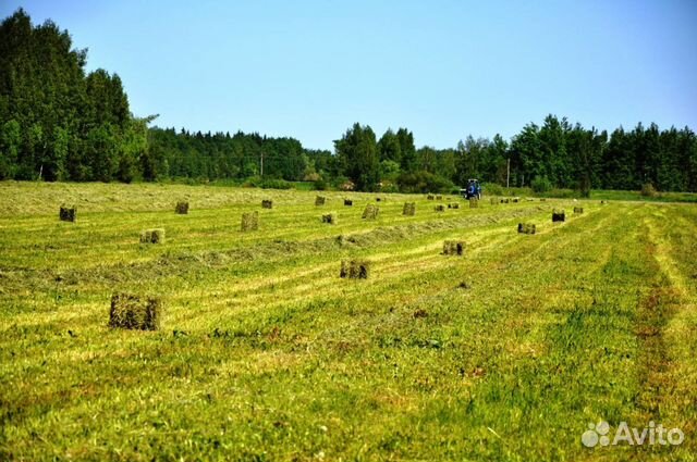 Продаем сено и солому 2019 года в тюках и мешках купить на Зозу.ру - фотография № 5