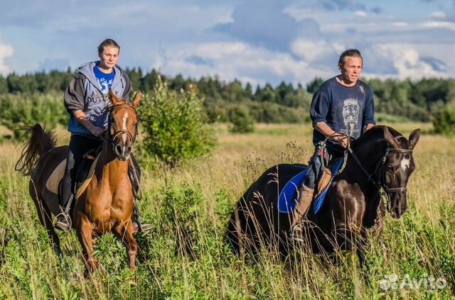 Предлагается в аренду универсальная лошадь купить на Зозу.ру - фотография № 3