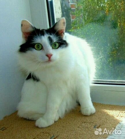 Кошка матрешка ждёт тебя купить на Зозу.ру - фотография № 1