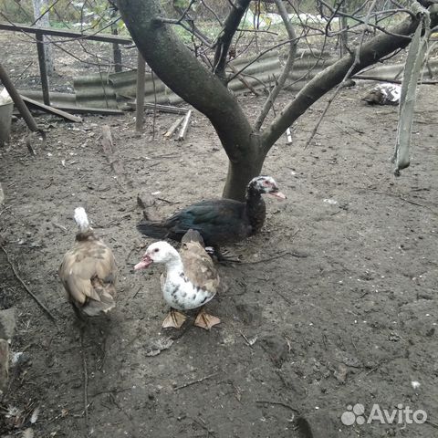 Продаю индоуток Продаю индоуток