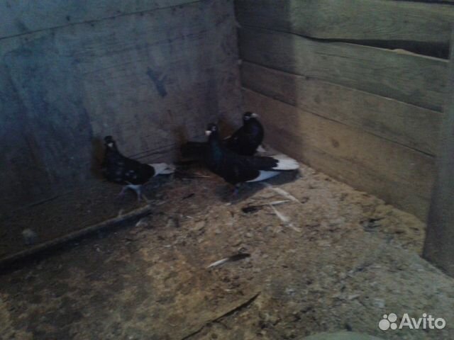 Продам одесских голубей купить на Зозу.ру - фотография № 5