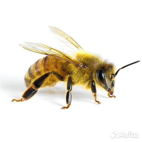 Пчелы зимовалые в ульях купить на Зозу.ру - фотография № 1